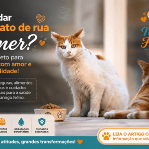 O que dar para gato de rua comer? Guia seguro e econômico