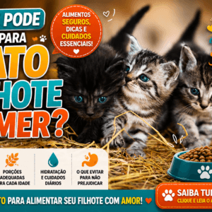 O que pode dar para gato filhote comer? Guia de alimentação segura