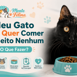 Meu Gato Não Quer Comer de Jeito Nenhum: O Que Fazer?