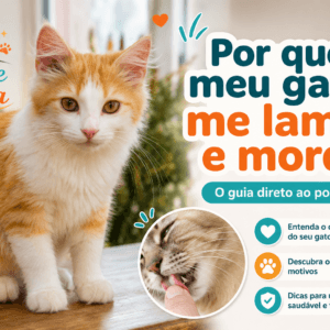 Por que meu gato me lambe e morde? O guia direto ao ponto