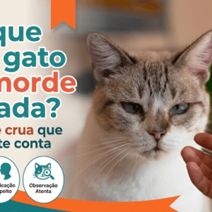 Por que meu gato me morde do nada? A verdade crua que ninguém te conta